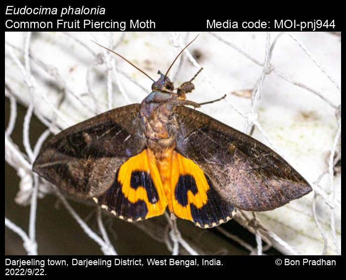 eudocima-phalonia-linnaeus-1763-common-fruit-piercing-moth-moths